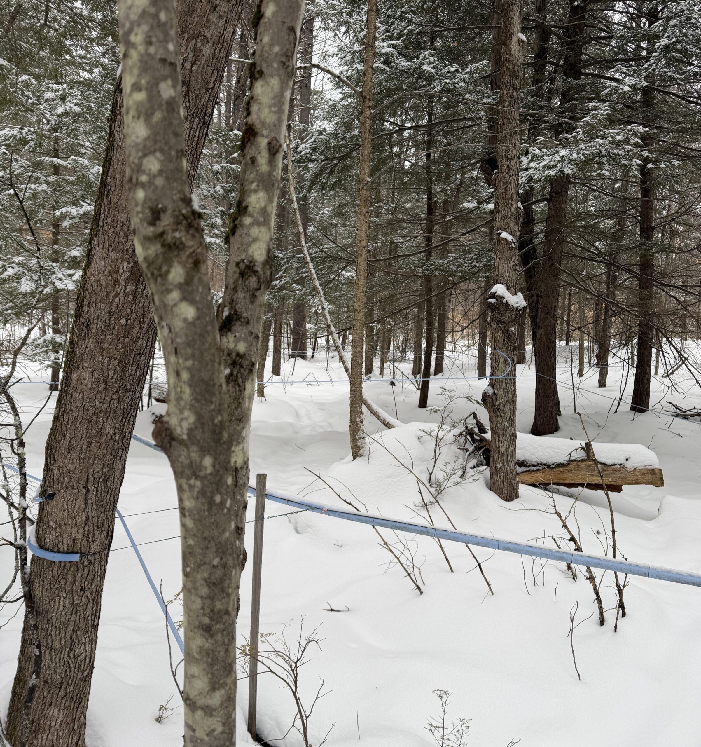 Maple syrup is a big thing for us.